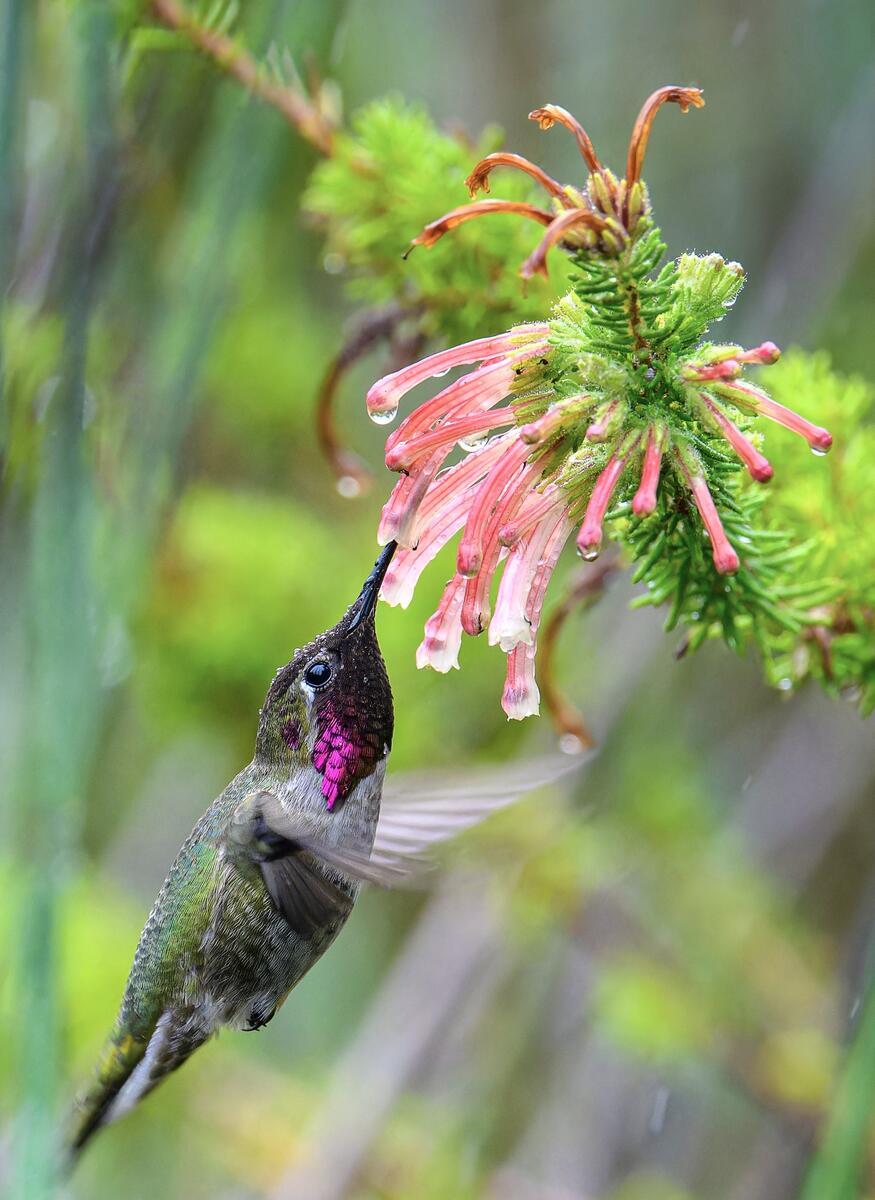A hummingbird flies while sipping nectar from a pink flower.